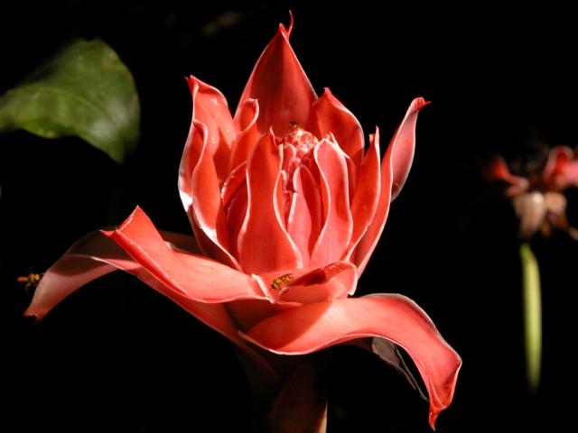 Flower in Amazon rainforest