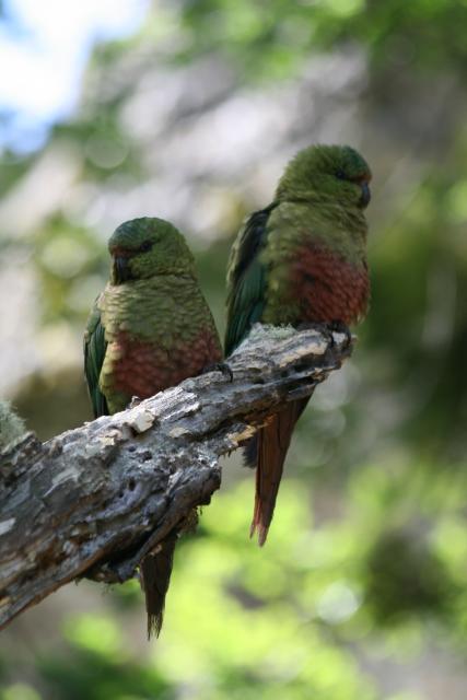 Austral Parakeet, Torres del Paine