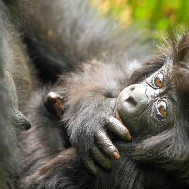 Baby Mountain Gorilla, Volcanoes National Park