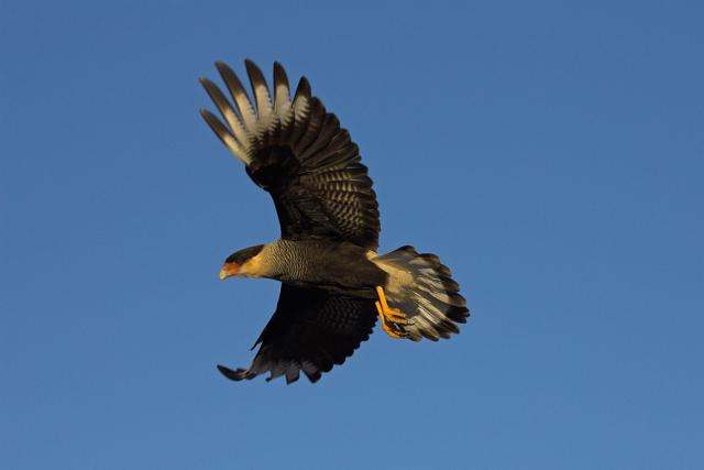 Caracara, Torres del Paine