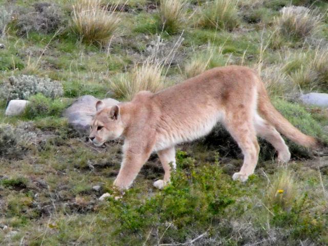 Puma, Torres del Paine