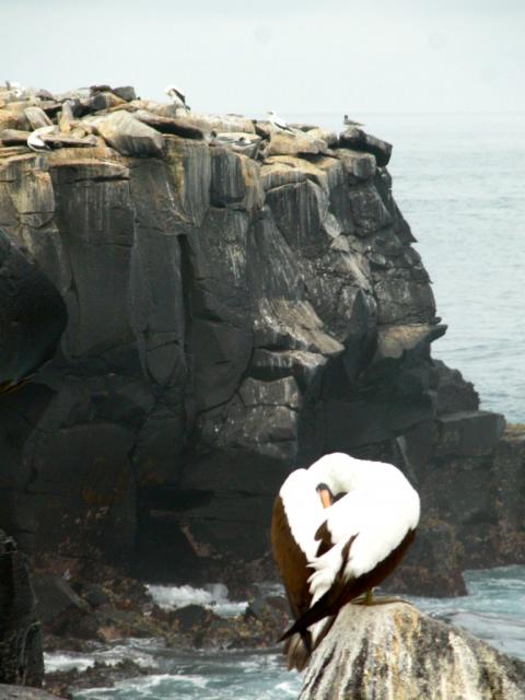 Booby on Espanola, Galapagos