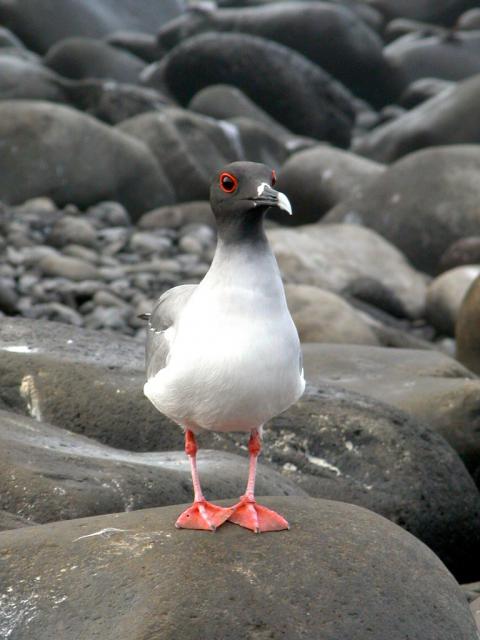 Swallow-tailed gull, Galapagos