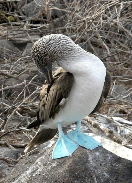 Blue-footed booby, Galapagos