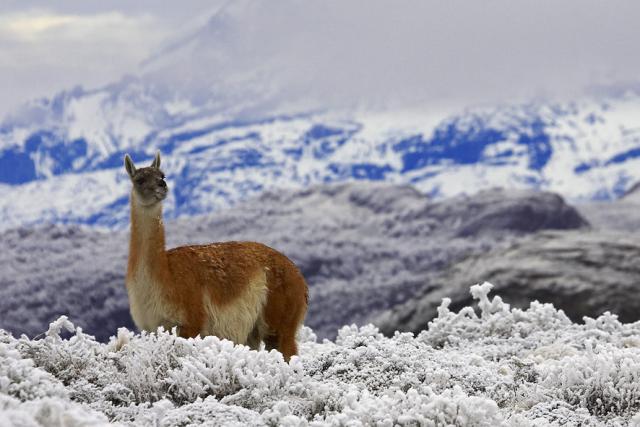 Guanaco, Torres del Paine