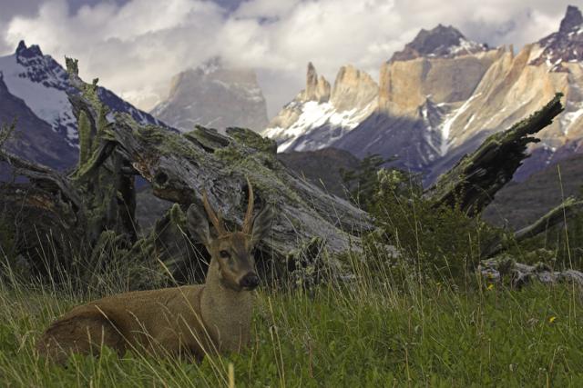 Huemul, Torres del Paine