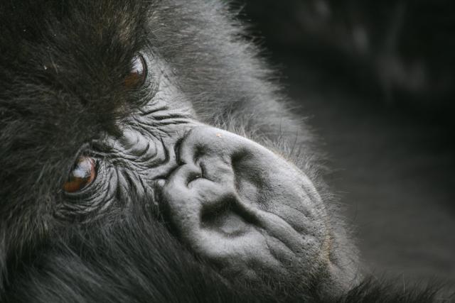 Mountain Gorilla