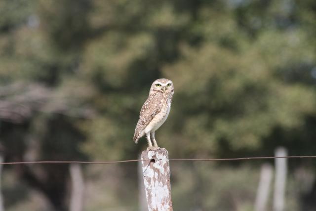 Burrowing owl, Baia das Pedras