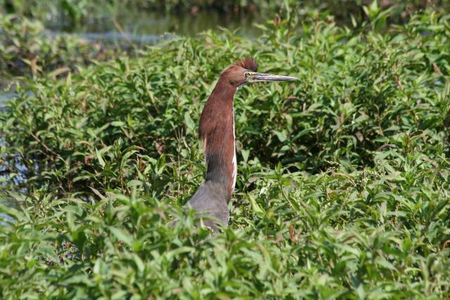 Tiger-heron at Baia das Pedras