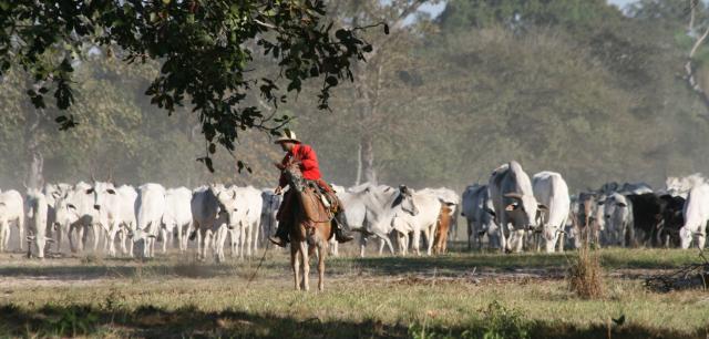 Cattle drive, Baia das Pedras
