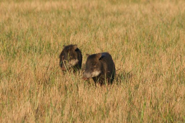 White-lipped peccaries, Baia das Pedras