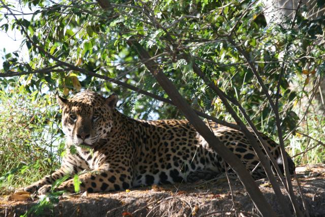 Jaguar on riverbank, Cuiaba River
