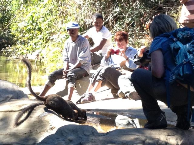 Red-fronted Brown lemurs take a drink in front of group