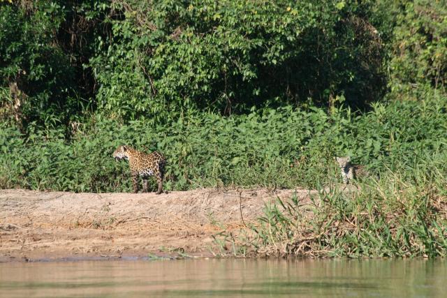 Jaguar (mother and baby) on riverbank, Cuiaba River