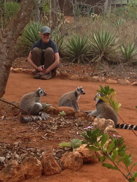 Ring-tailed lemurs at Berenty