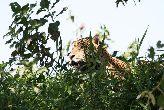 Jaguar on riverbank, Cuiaba River