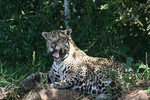 Jaguar on riverbank, Cuiaba River