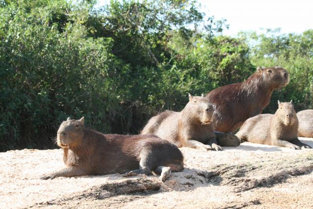 Capybara, Cuiaba River