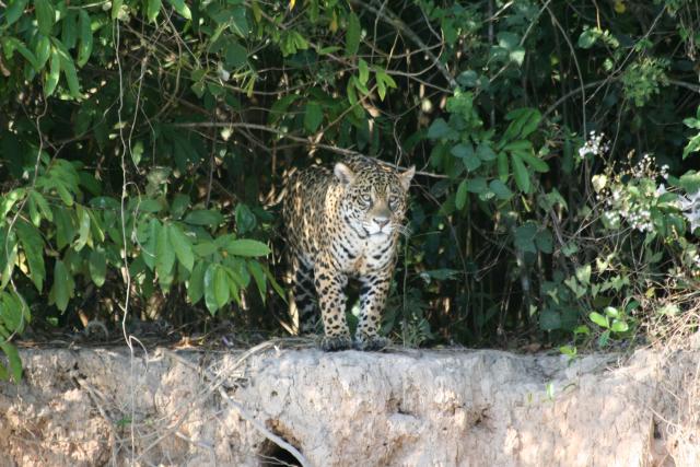 Jaguar on riverbank, Cuiaba River