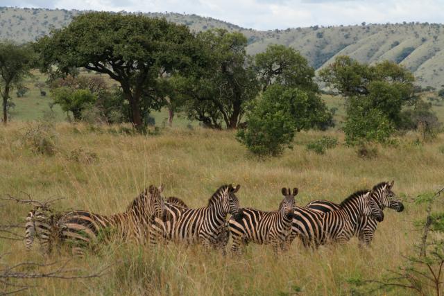 Zebra in Akagera National Park