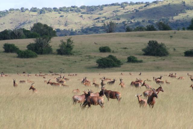Topi in Akagera National Park