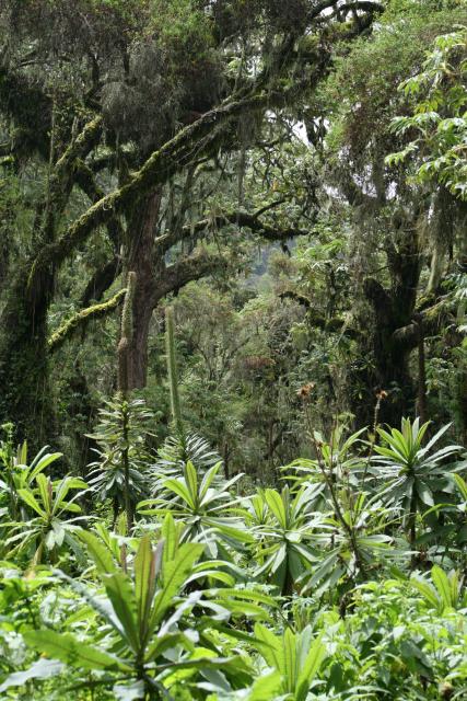Karisoke Research Center, Volcanoes National Park