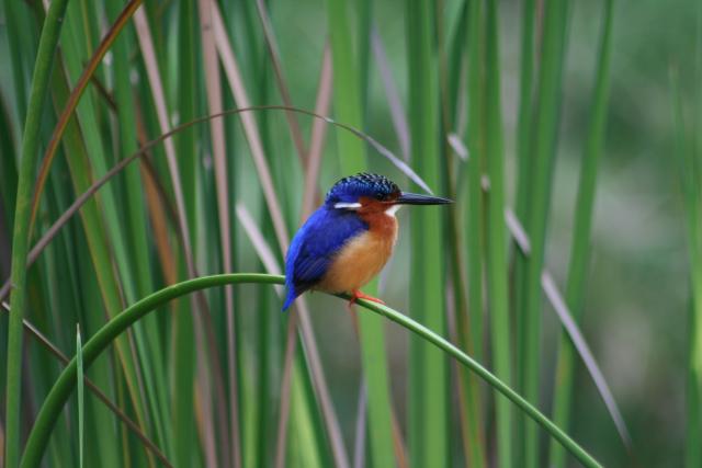 Madagascar malachite kingfisher at Anjajavy