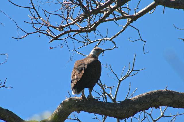 Madagascar fish eagle at Anjajajvy