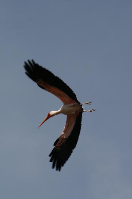Yellow-billed stork