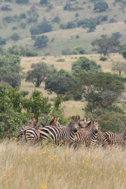 Zebra in Akagera National Park