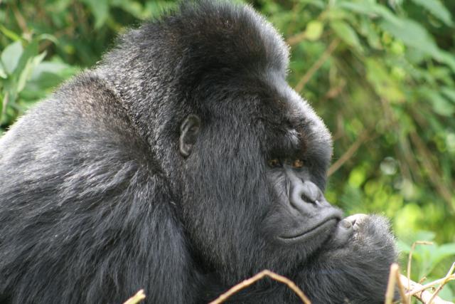 Silverback gorilla 