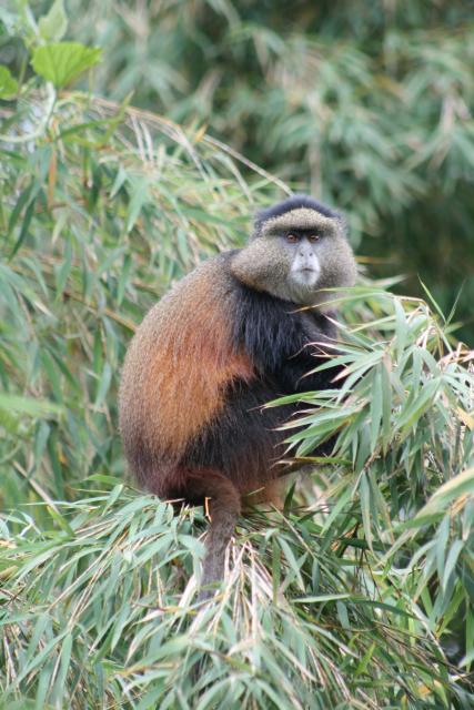 Golden monkey in Volcanoes National Park