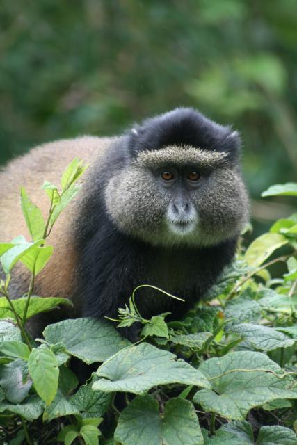 Golden monkey in Volcanoes National Park