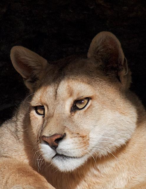 Puma, Torres del Paine