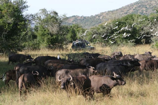 Cape buffalo in Akagera National Park