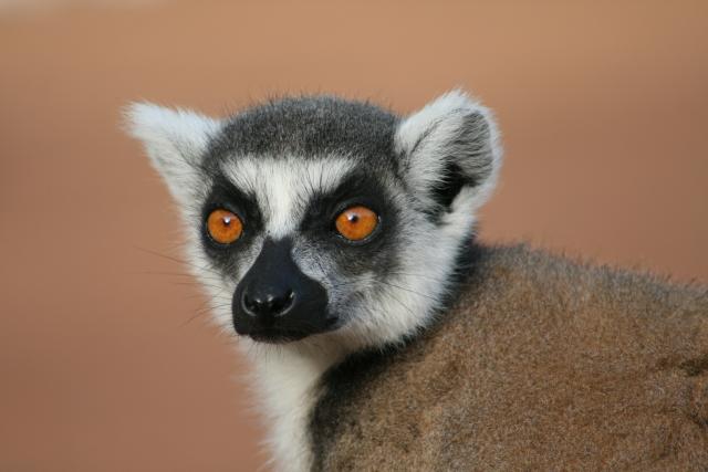 Ring-tailed lemur at Berenty