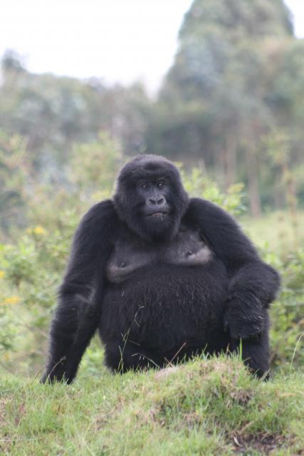 Mountain gorilla