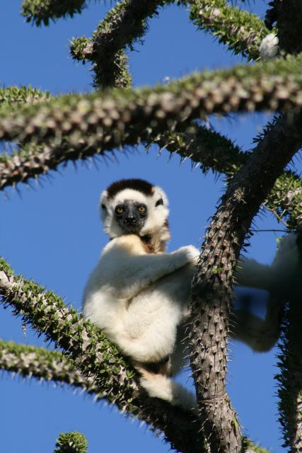 Sifaka in spiny desert, Berenty