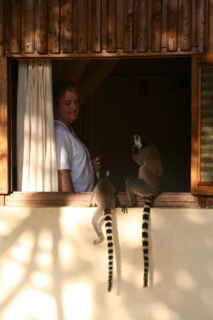 Ring-tailed lemurs at Berenty