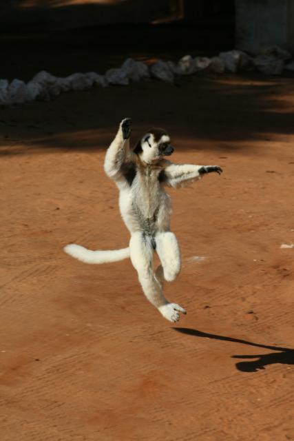 Dancing sifaka at Berenty
