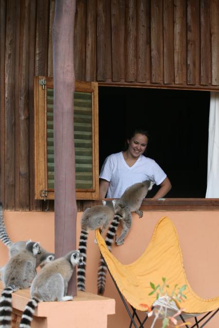 Ring-tailed Lemurs, Berenty