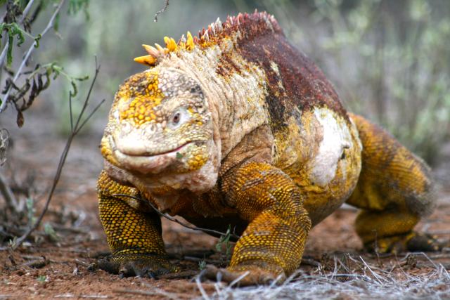 Land Iguana, Galapagos