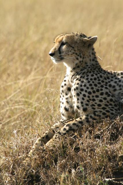 Cheetah, Masai Mara