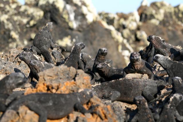 Marine iguanas, Galapagos