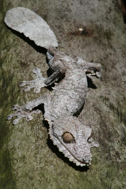 Leaf-tailed gecko
