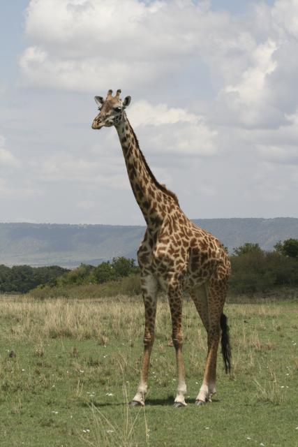 Masai giraffe in Masai Mara