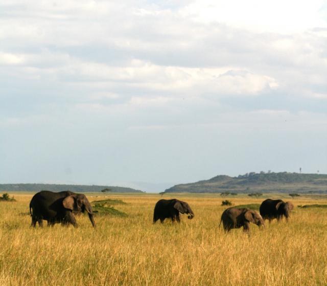 Masai Mara scenery