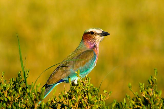 Lilac breasted roller in Masai Mara