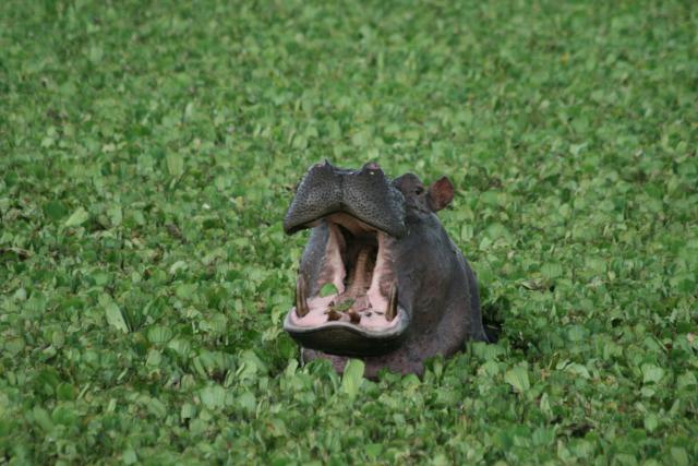 Hippo in Masai Mara