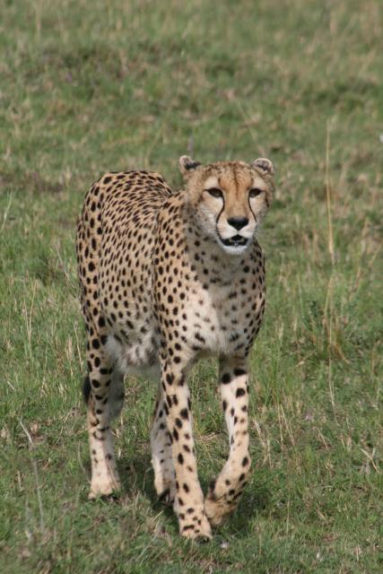 Cheetah in Masai Mara